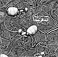 Grass image